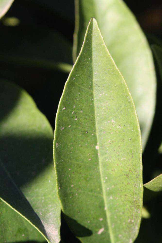              Margin (Riverside, CA)       